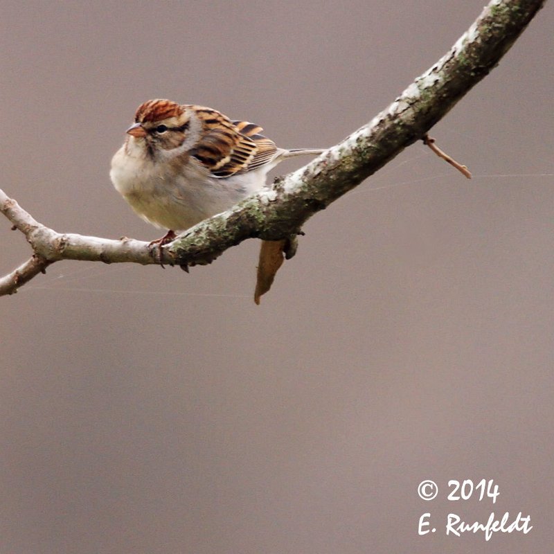 20Dec-CBC 611.jpg - Chipping Sparrow